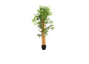Plantes