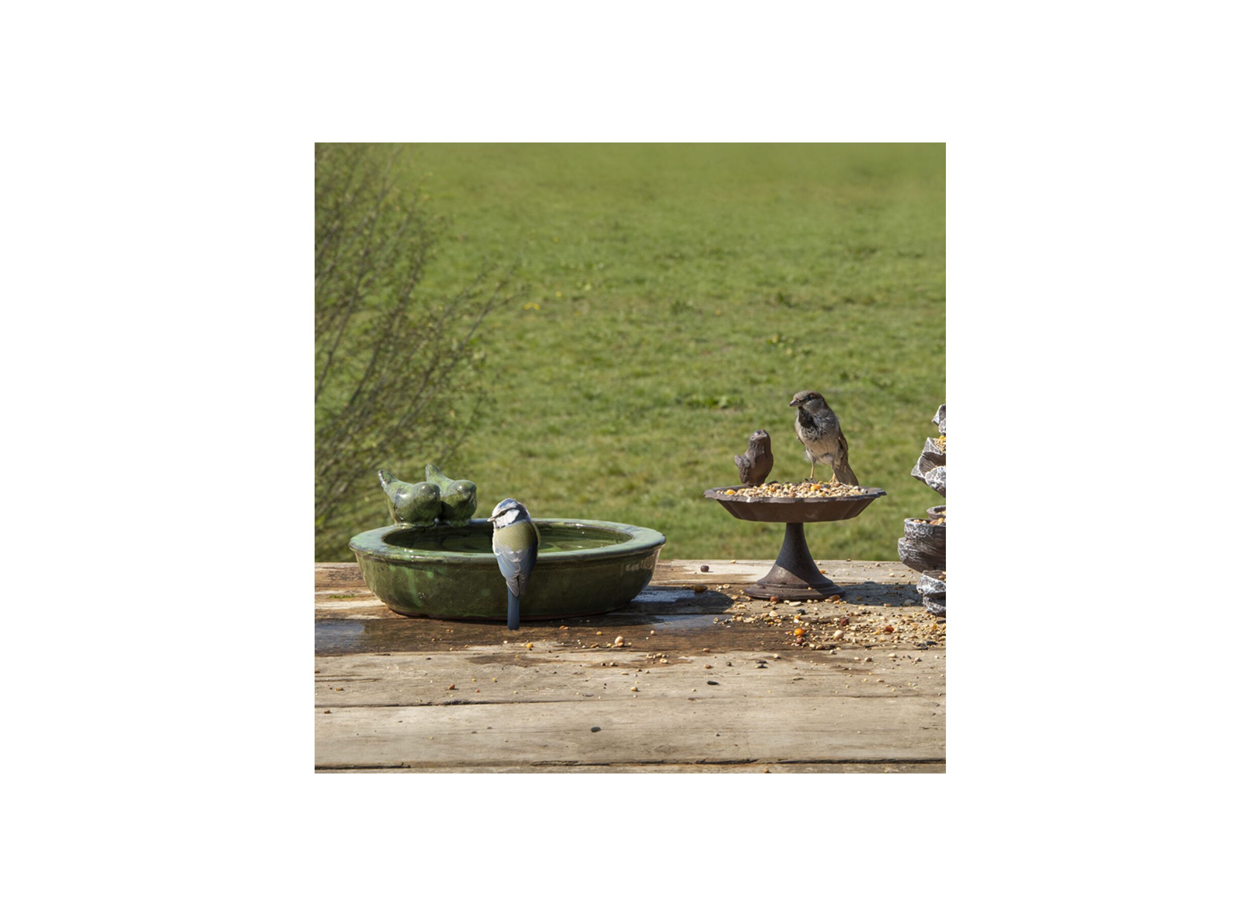 Foto ambiance - Bain d'oiseaux Bain d'Oiseaux blanc vert bleu