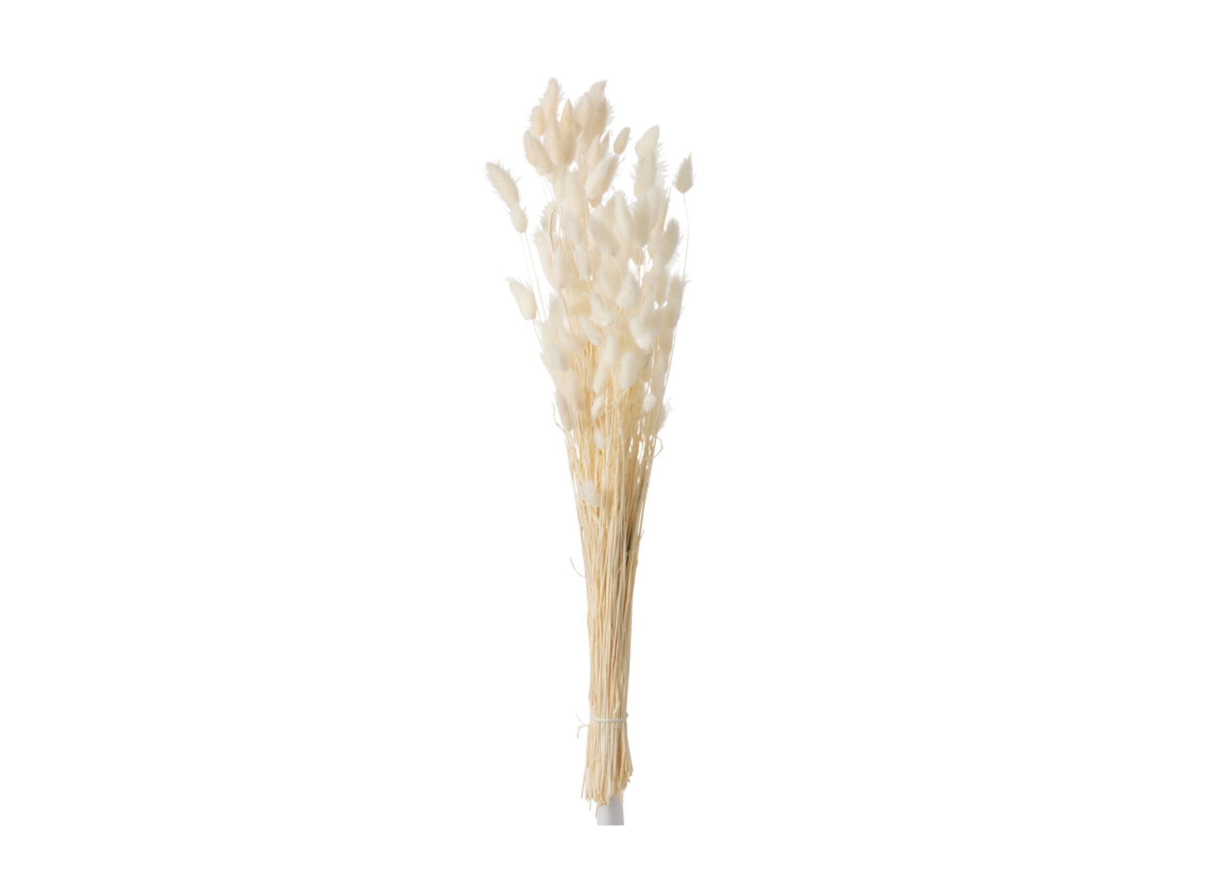 Droogbloemen Pluim H73cm - kunststof - ecru - Fleurs séchées Plume H73cm - plastique - écru