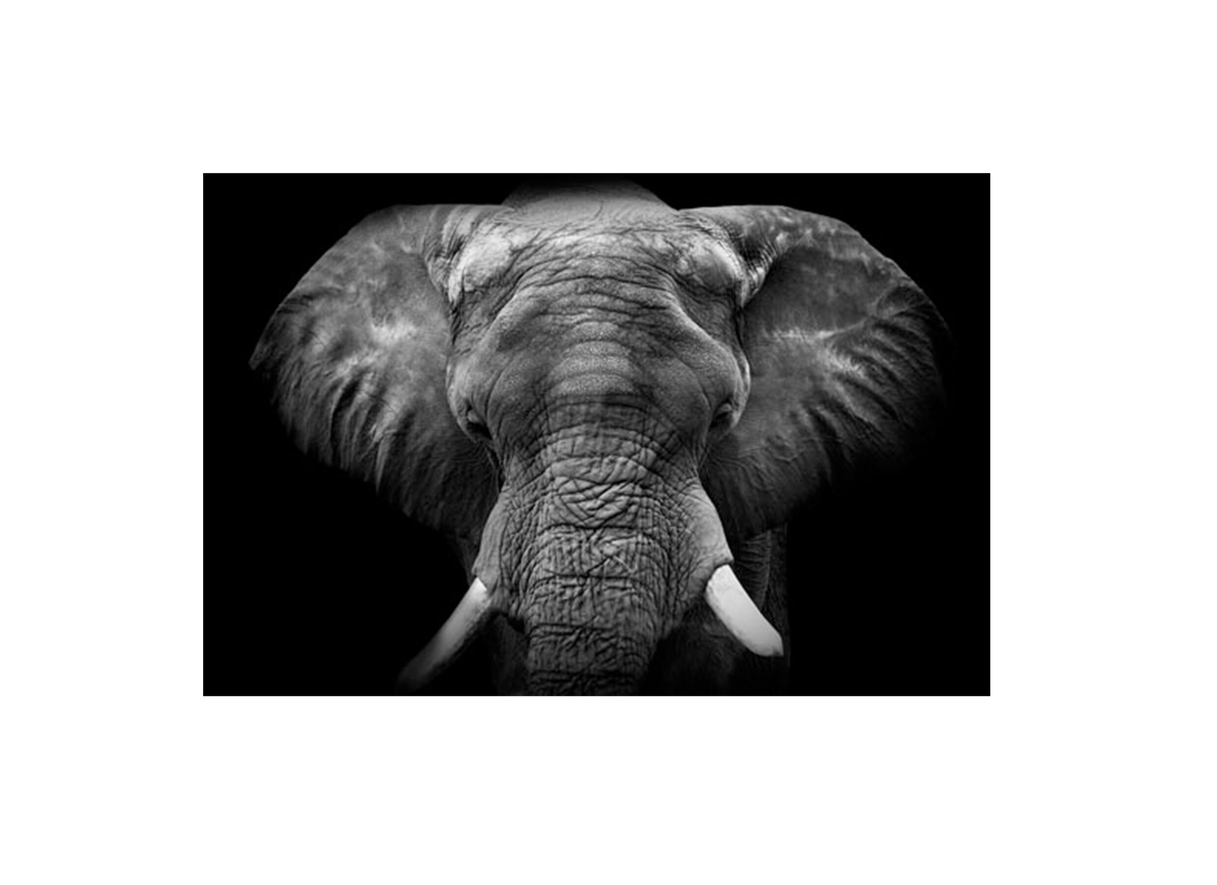 Print op glas olifant 100x150cm