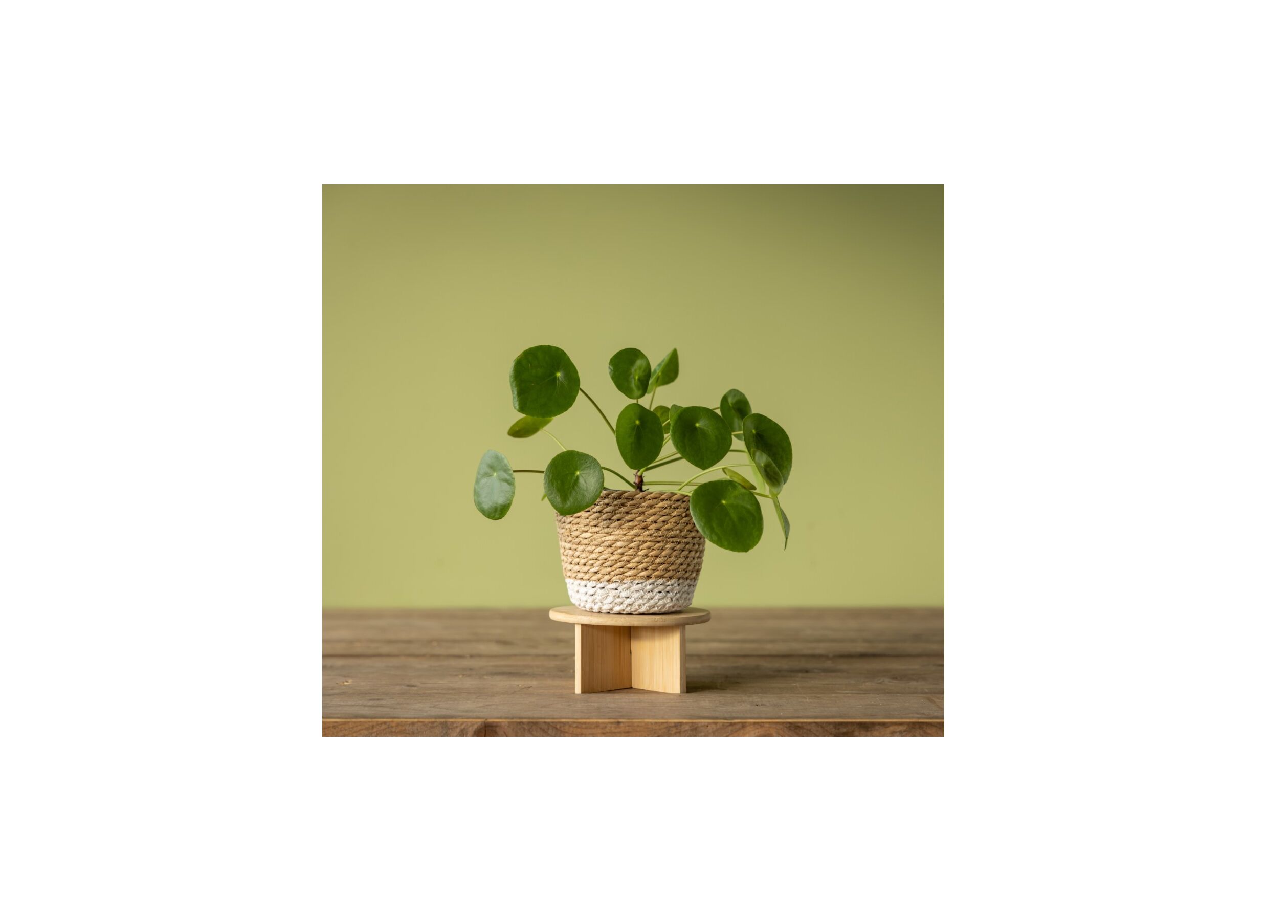 Foto ambiance - Support des plantes Small H8,5cm bambou naturel