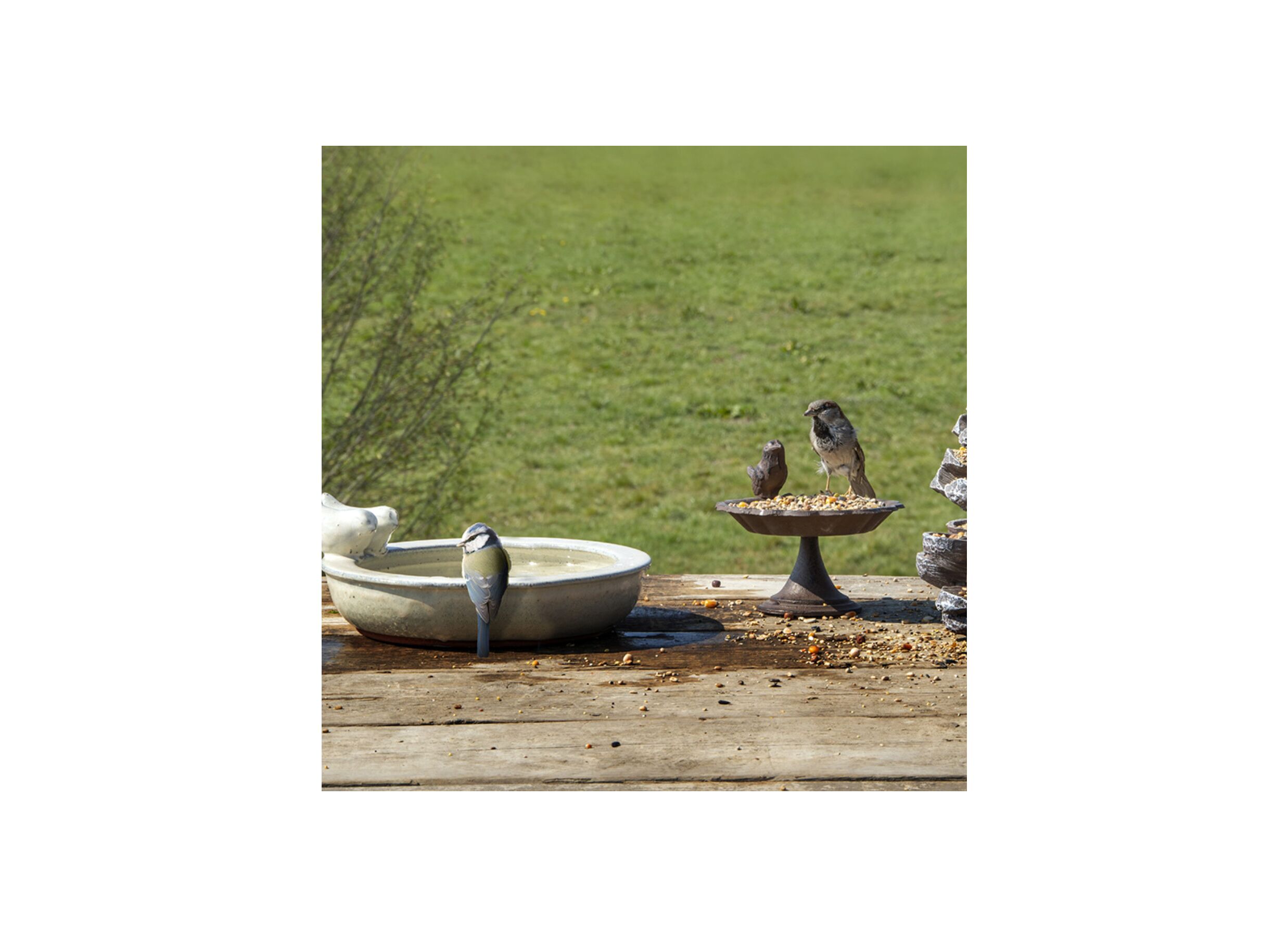 Foto ambiance - Bain d'oiseaux Bain d'Oiseaux blanc vert bleu