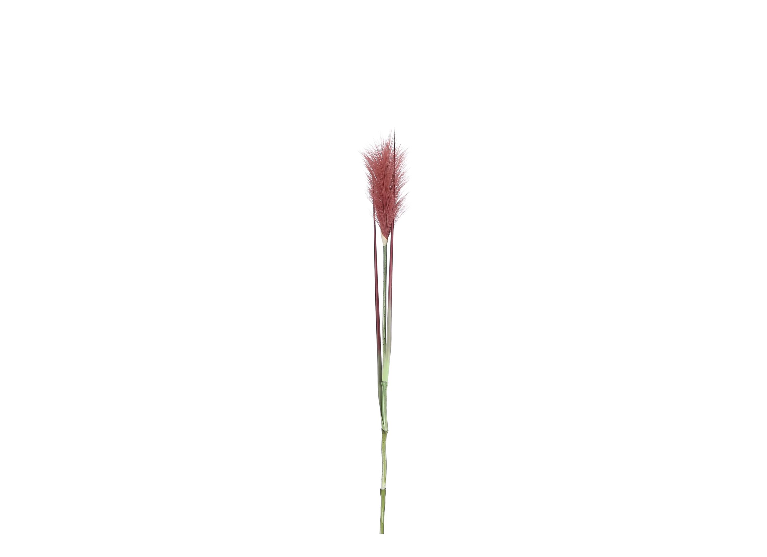 Decoratietak Pluimgras H72cm