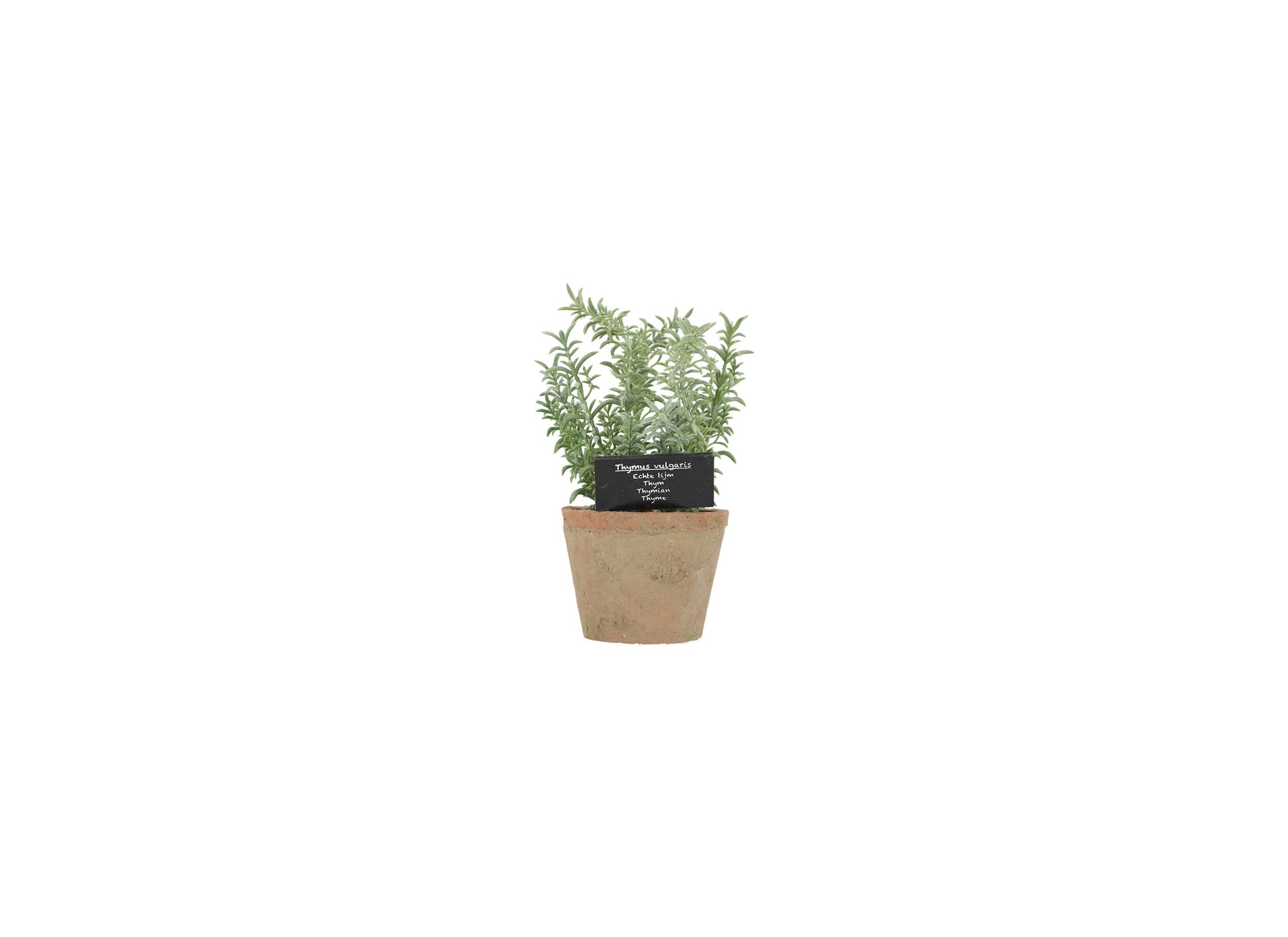 Aperçu - Plante artificielle Tijm H21,5cm