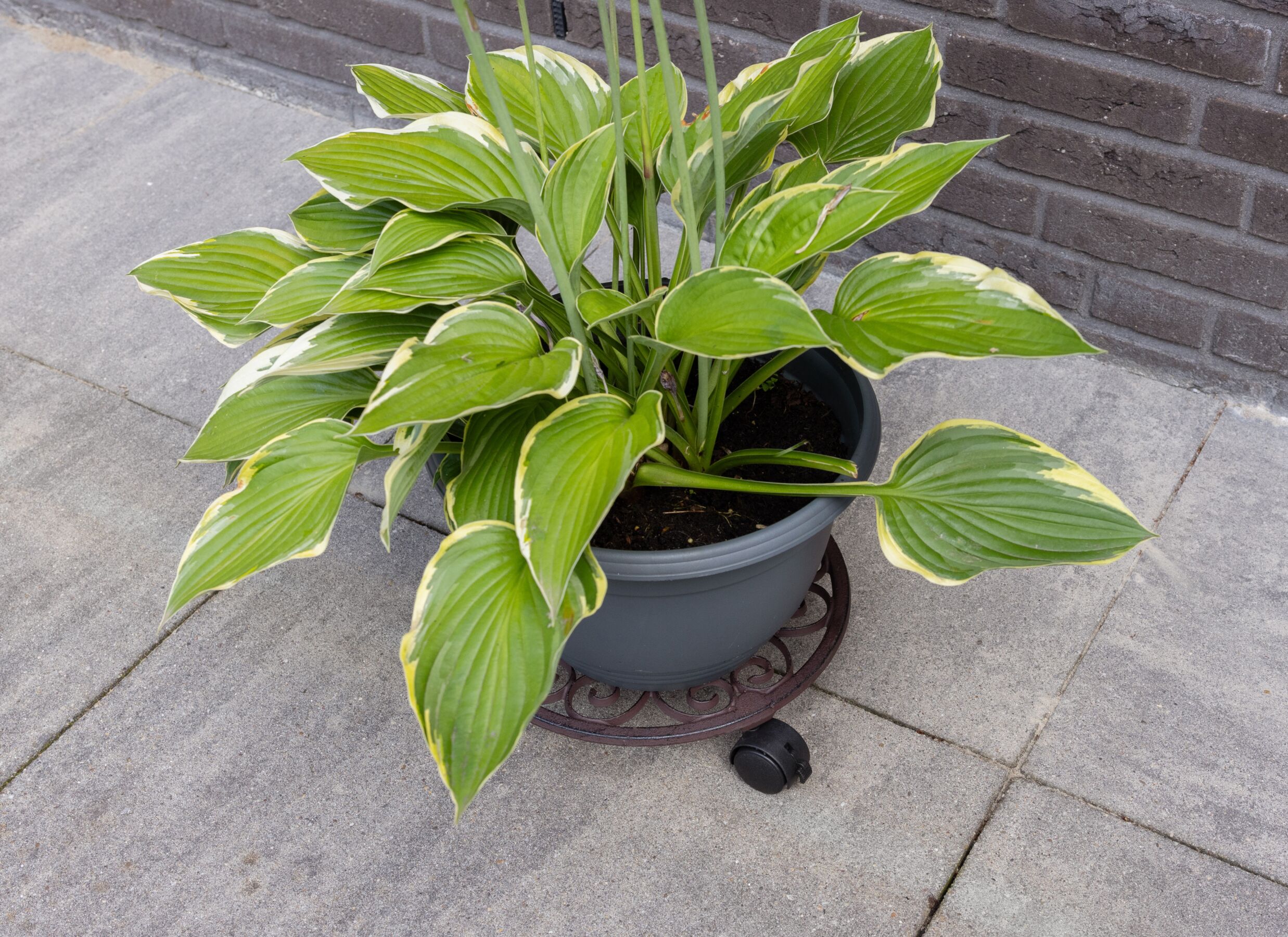 Sfeerfoto - Plantenroller Ø29,3cm