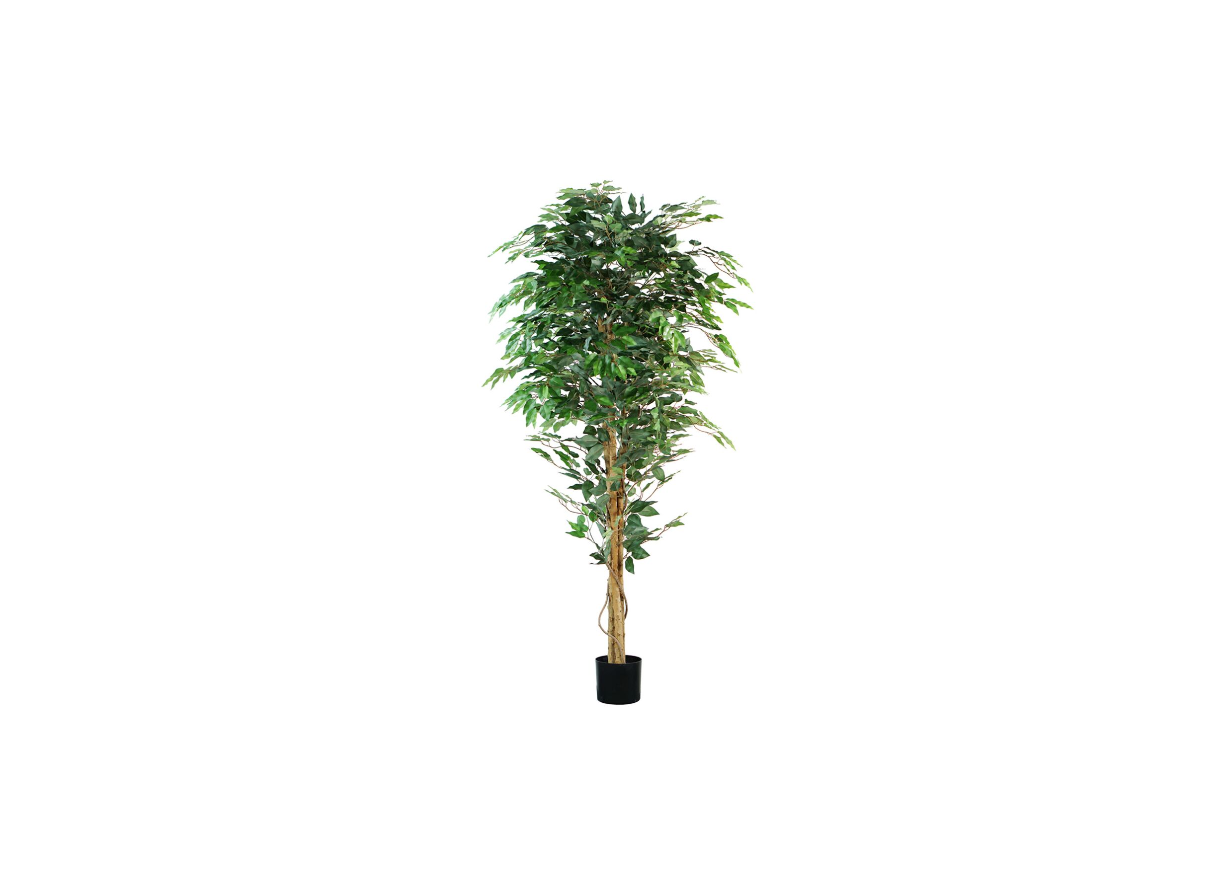 Hoofdfoto - Kunstplant Fiscus H180cm