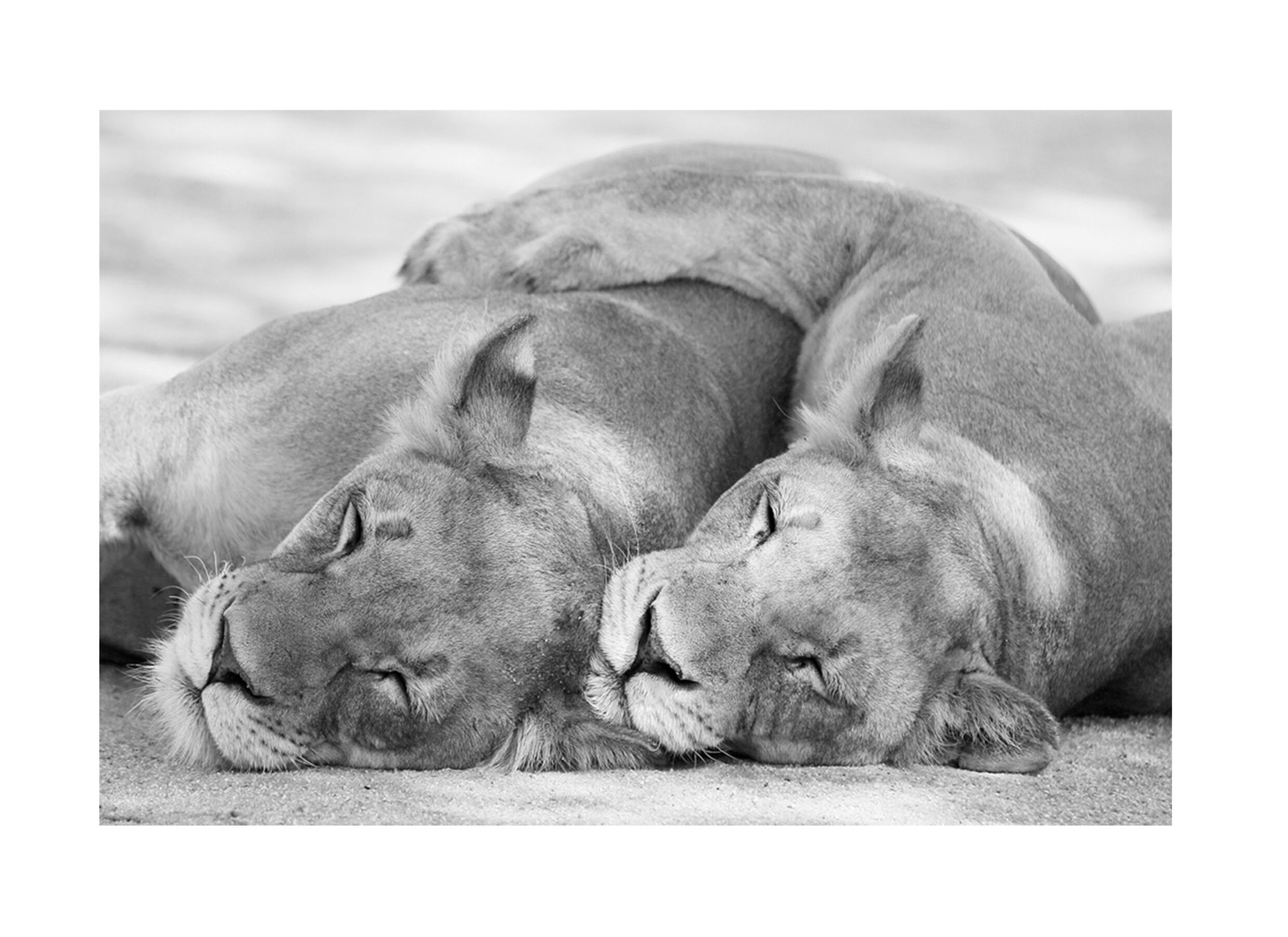 Photo sur toile 2 lions 100x150cm - Photo sur toile 2 lions 100x150cm