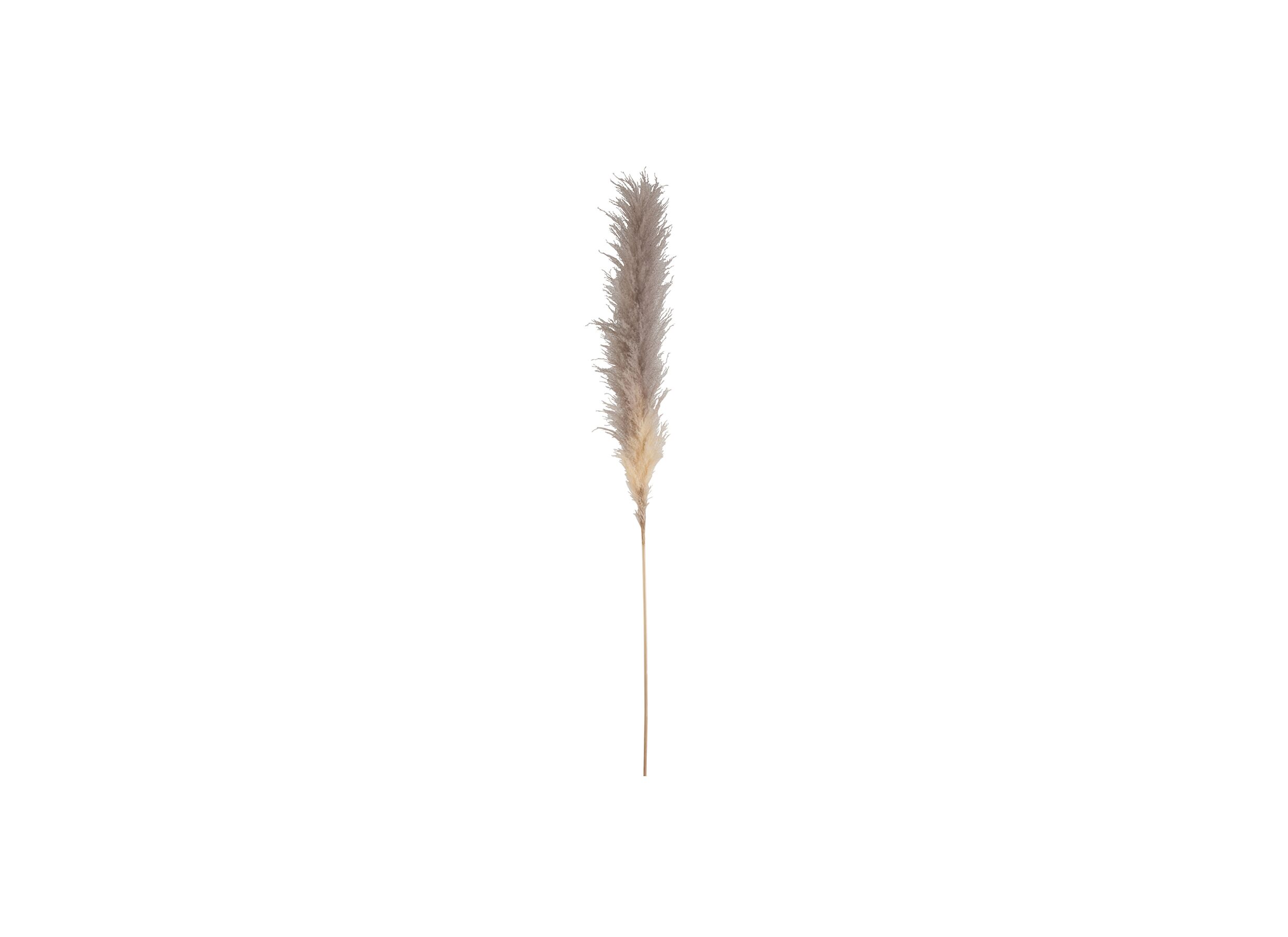 Branche artificielle Plume pampas herbe séchée H170cm - Branche artificielle Plume pampas herbe séchée H170cm