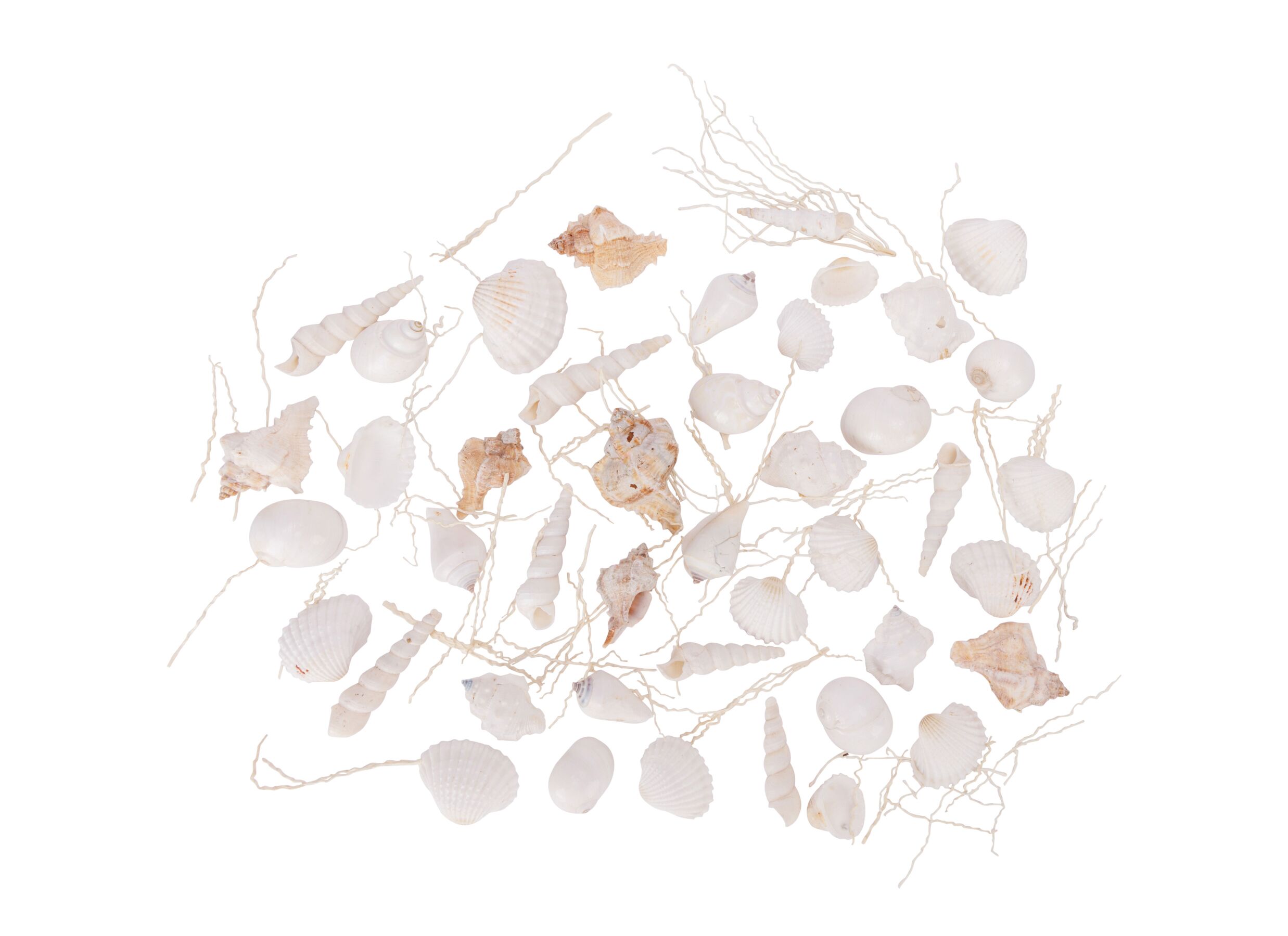 Aperçu - Déco Sea shell 18x12x6cm - coquillage - blanc