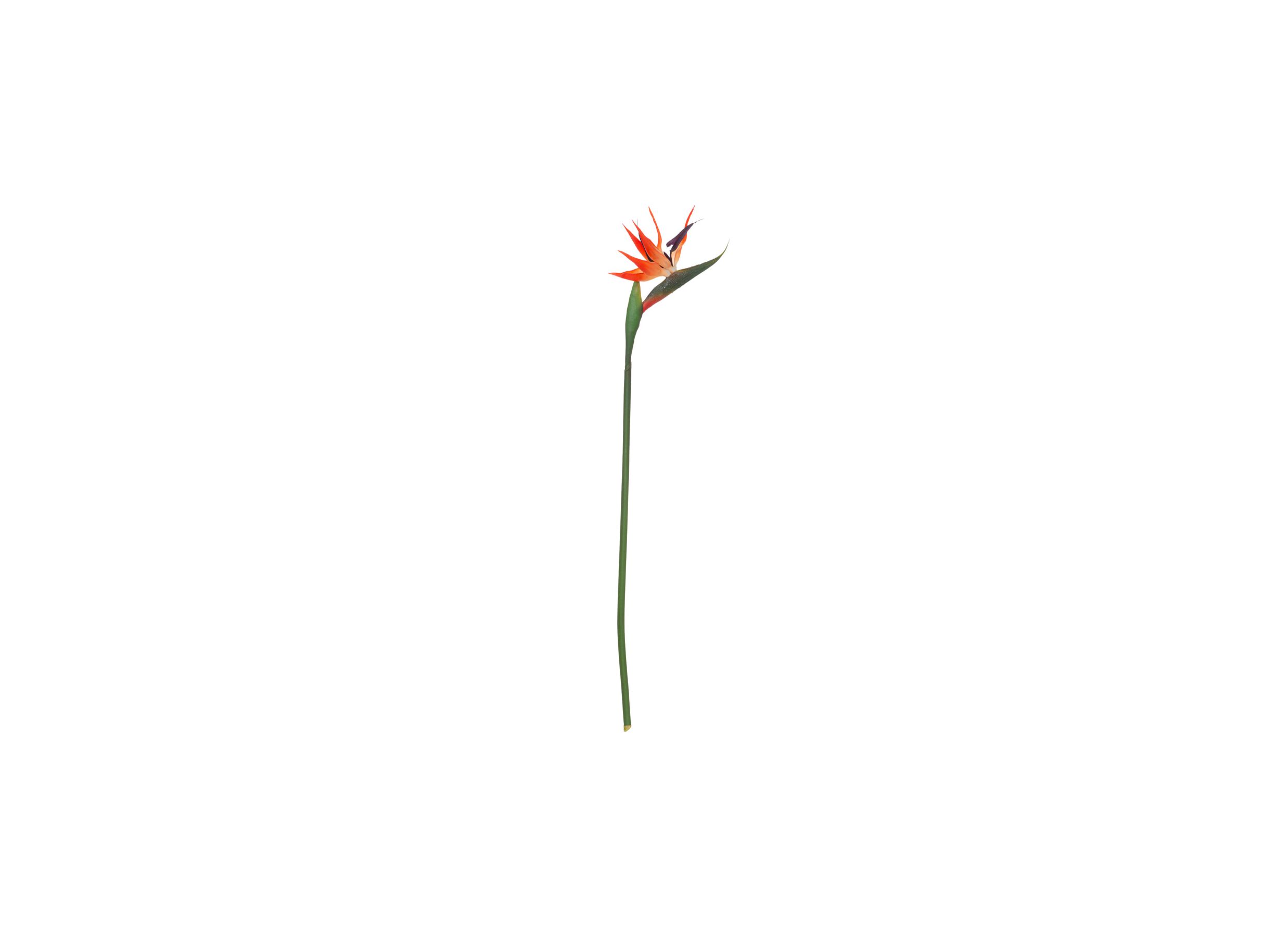 Branche artificielle Oiseau de paradis H83cm - Branche artificielle Oiseau de paradis H83cm