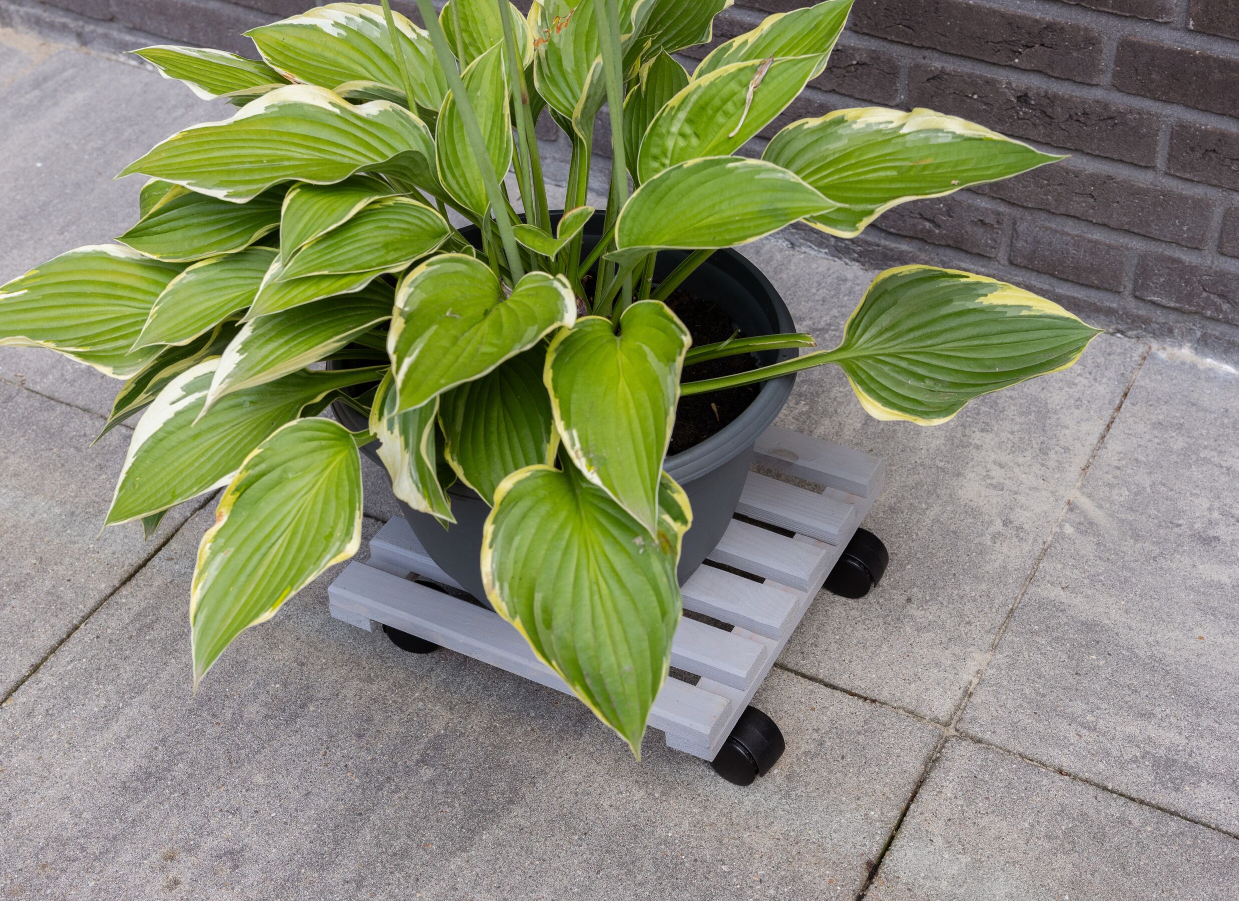 Sfeerfoto - Plantenroller 29x29cm - 100% FSC - grijs