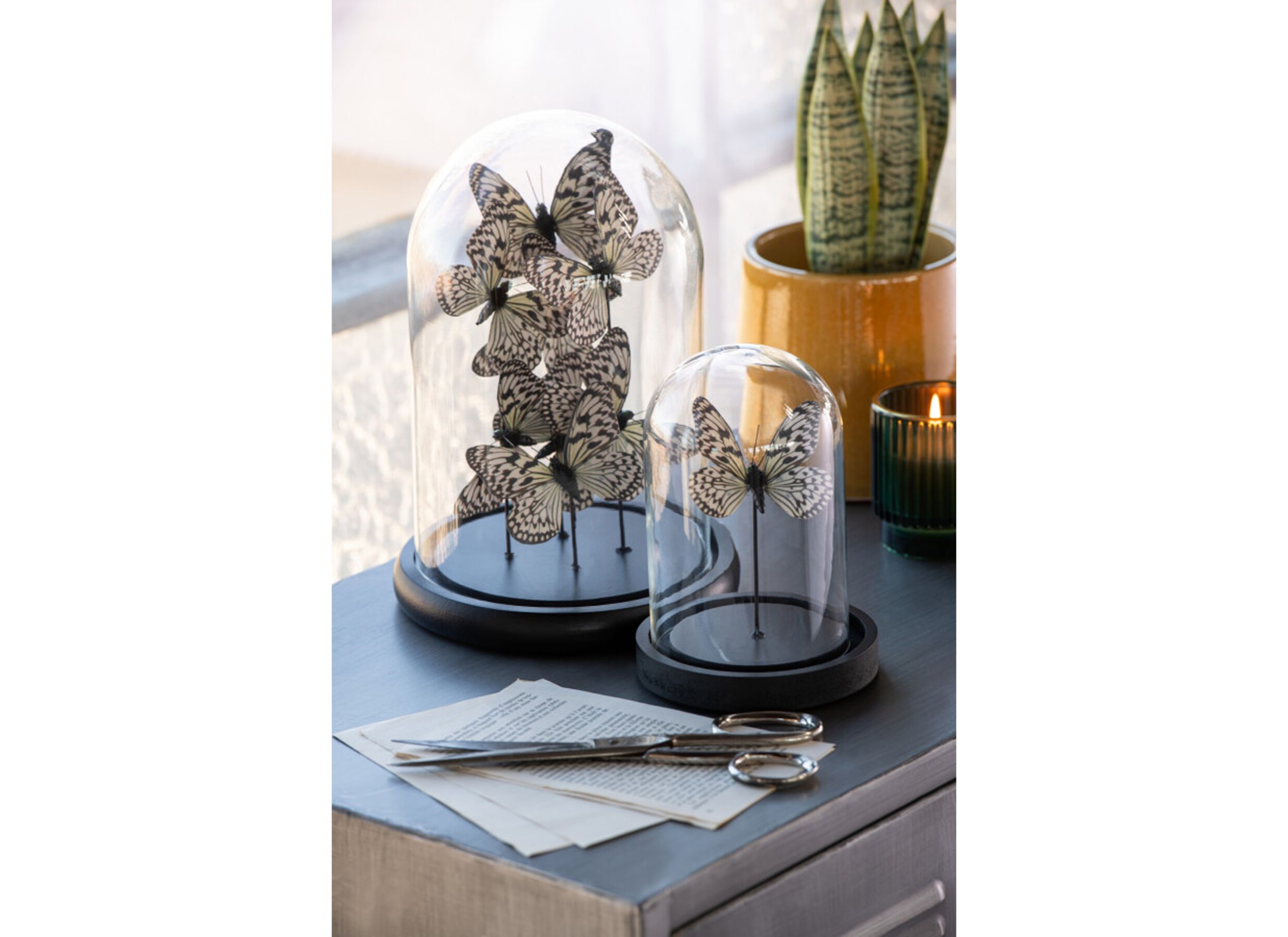 Foto ambiance - Cloche Papillon H26cm - verre - noir & transparent