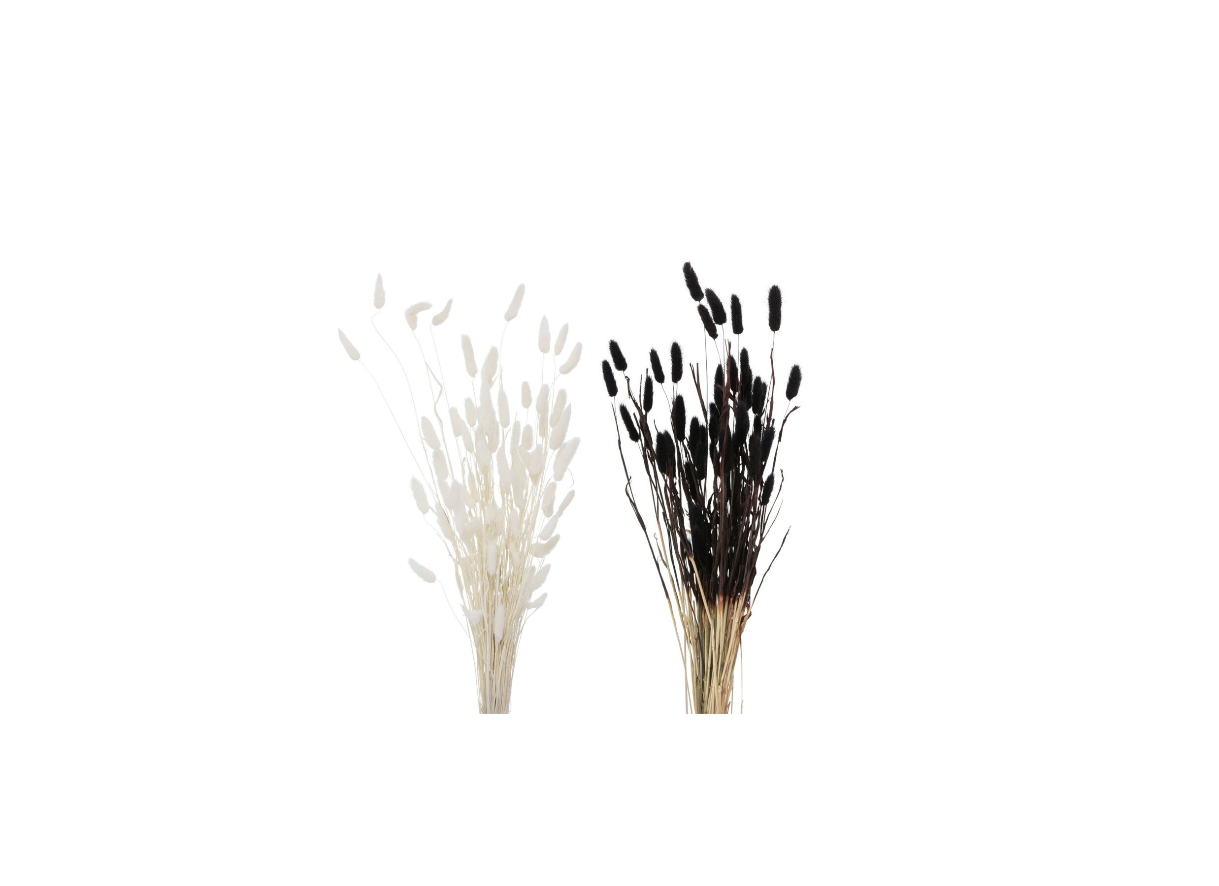 Decoratietak Hazenstaart 70cm - gedroogde materie - wit/zwart - Branche artificielle Queue-de-lapin 70cm - matière séchée - blanc/noir