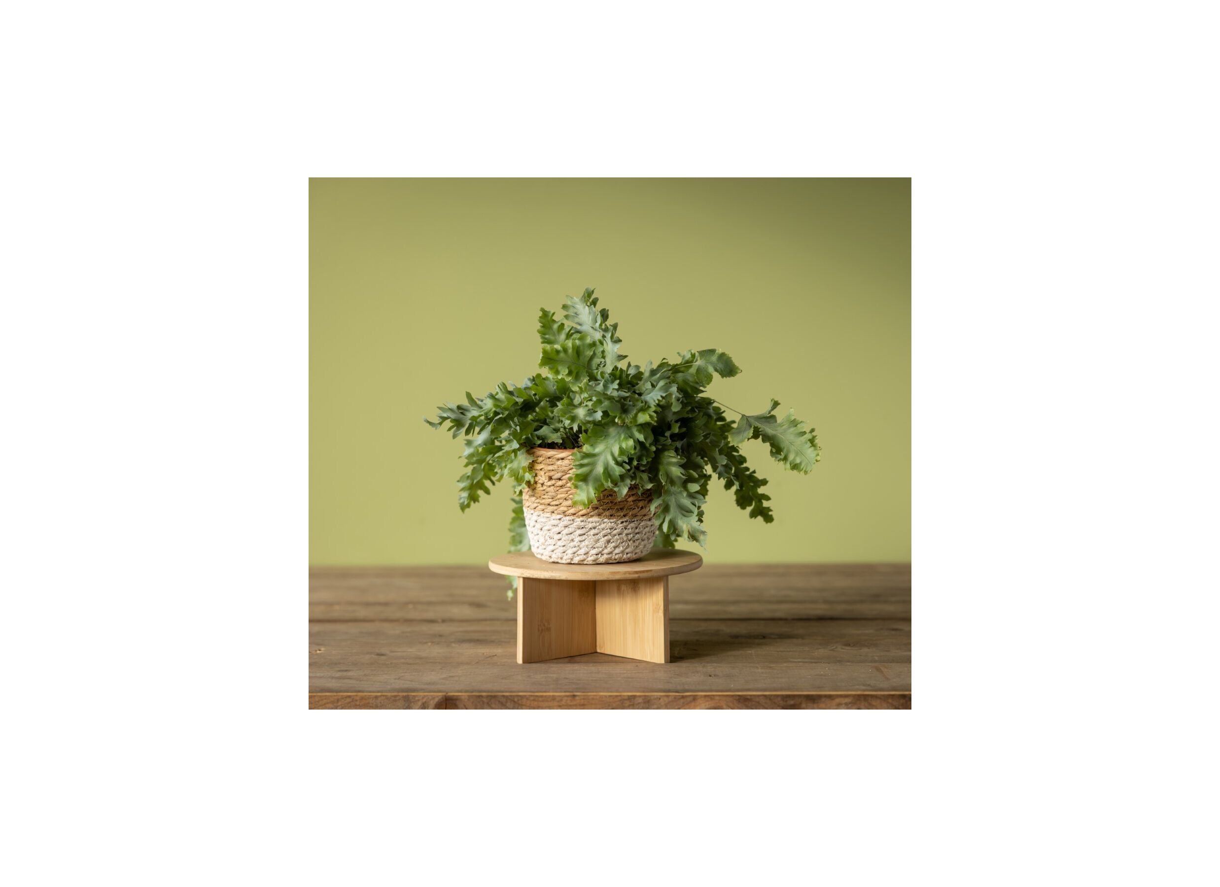 Foto ambiance - Support des plantes Medium H11cm bambou naturel