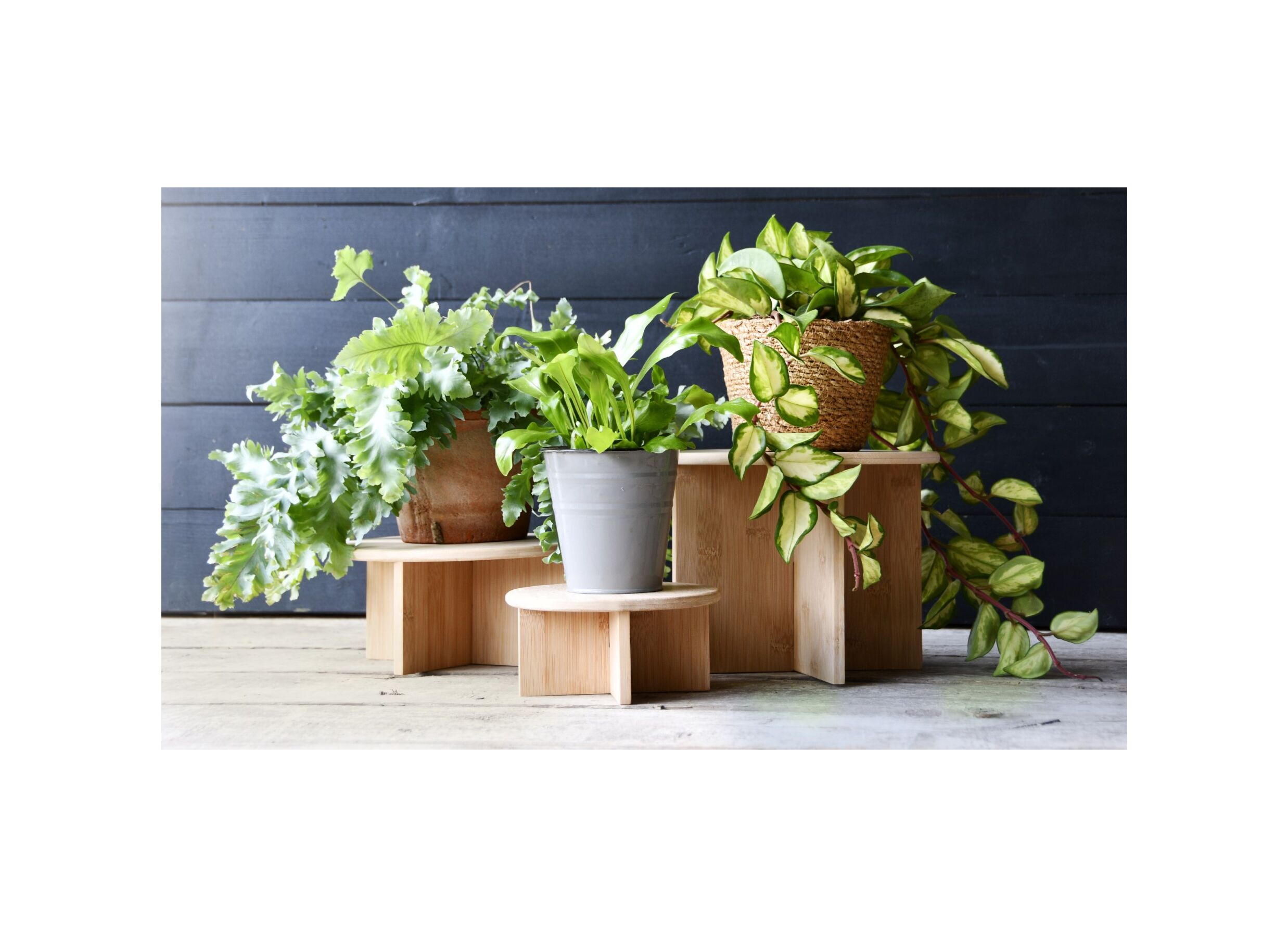 Setfoto - Plantenstandaard Large H19,5cm bamboe naturel