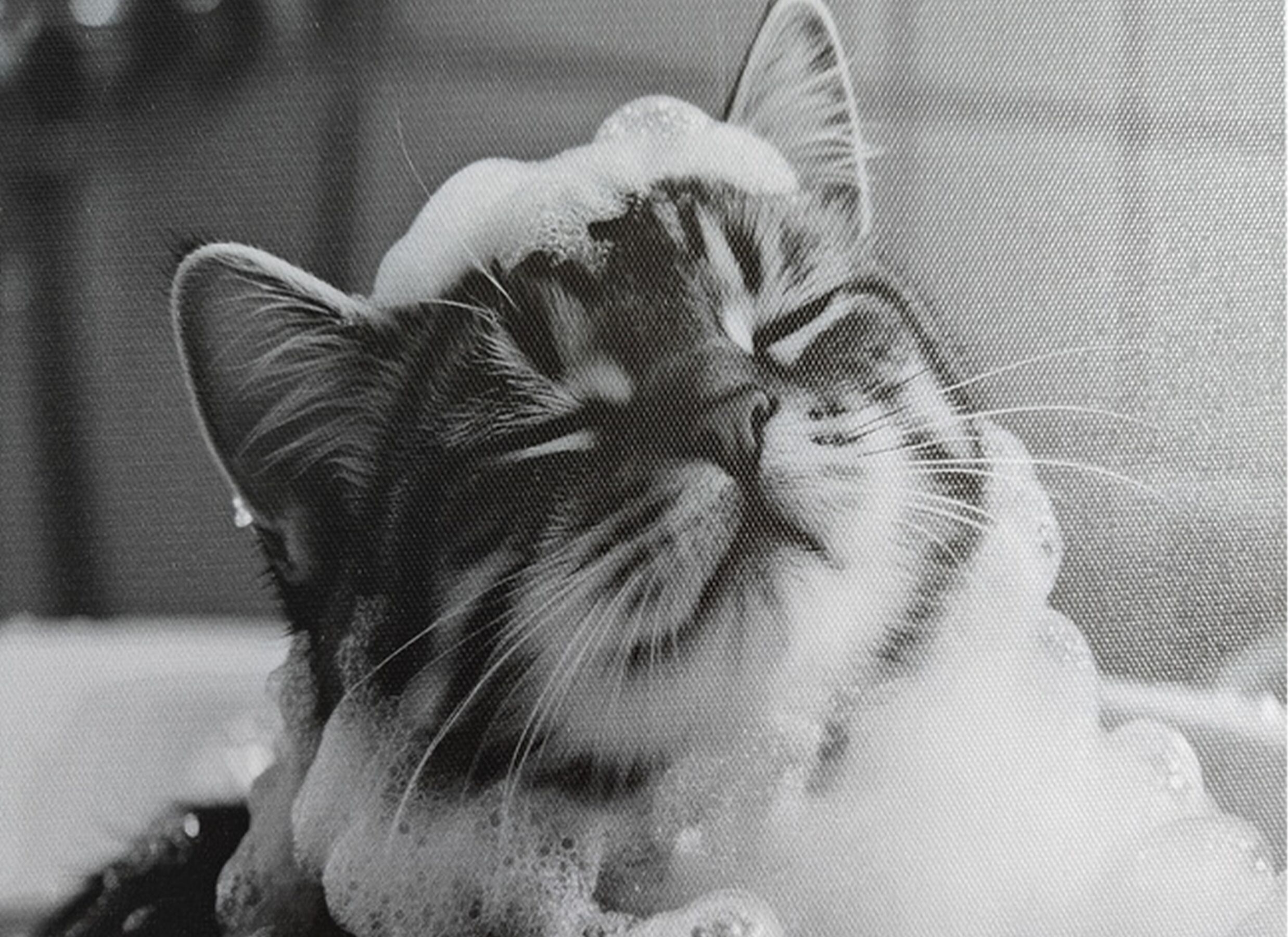 Detail - Impression sur toile Cat 30x40cm