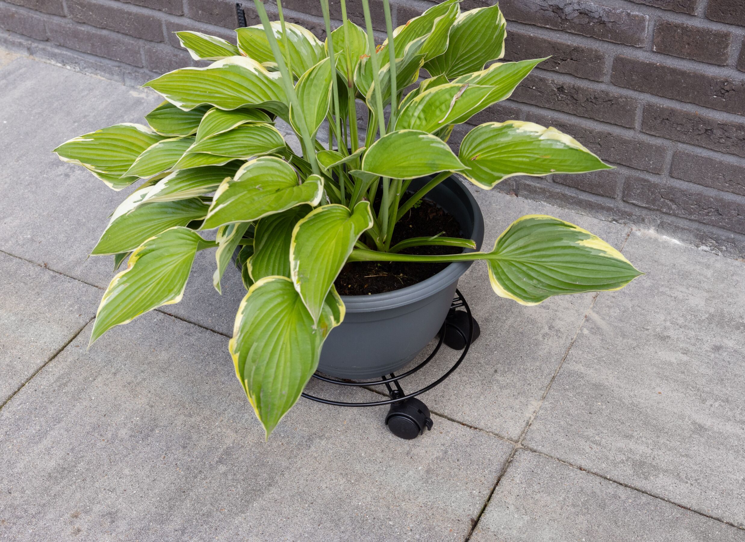 Sfeerfoto - Plantenroller Ø28,4cm - metaal - zwart