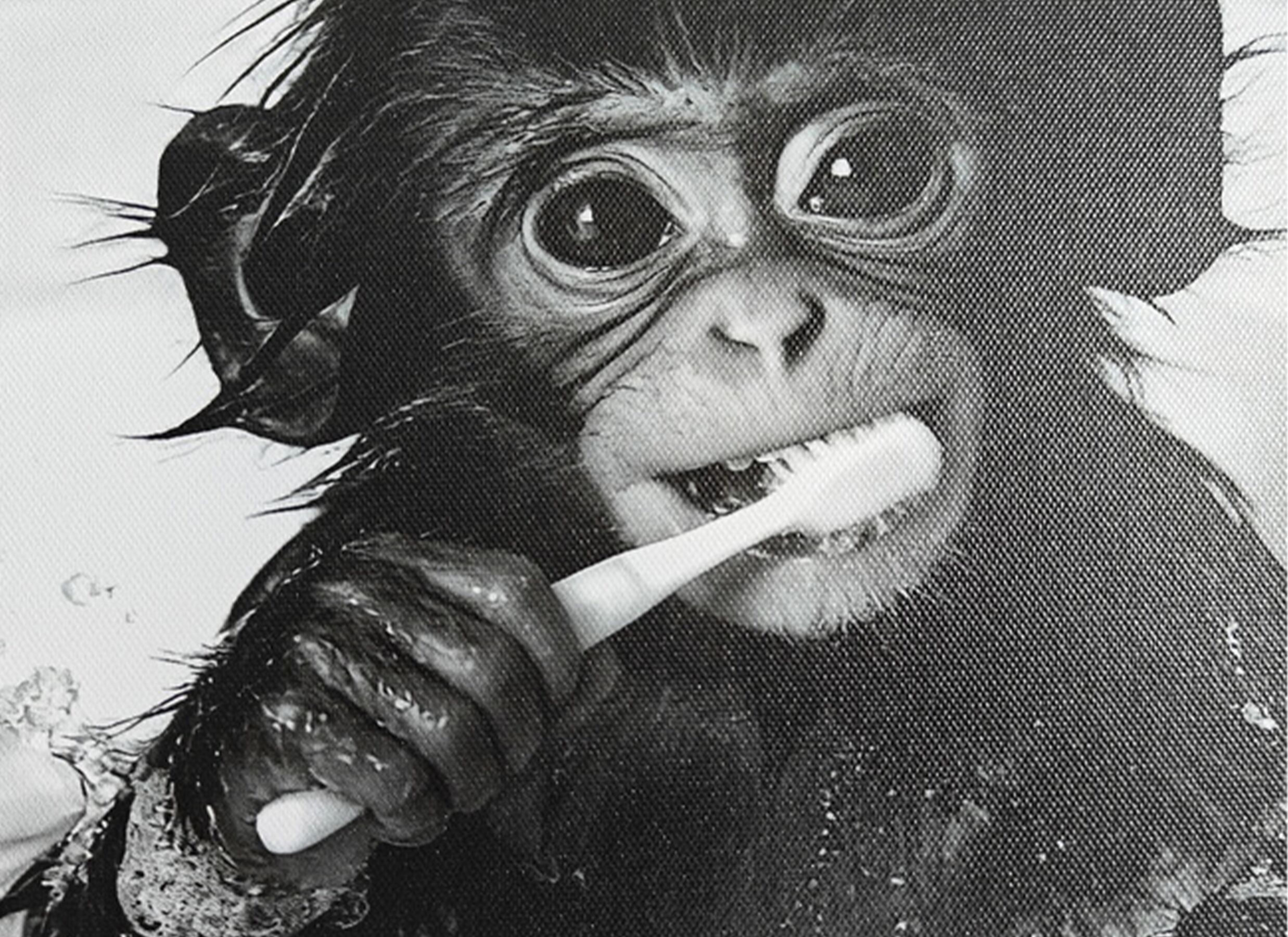 Detailfoto - Print op canvas Monkey 30x40cm