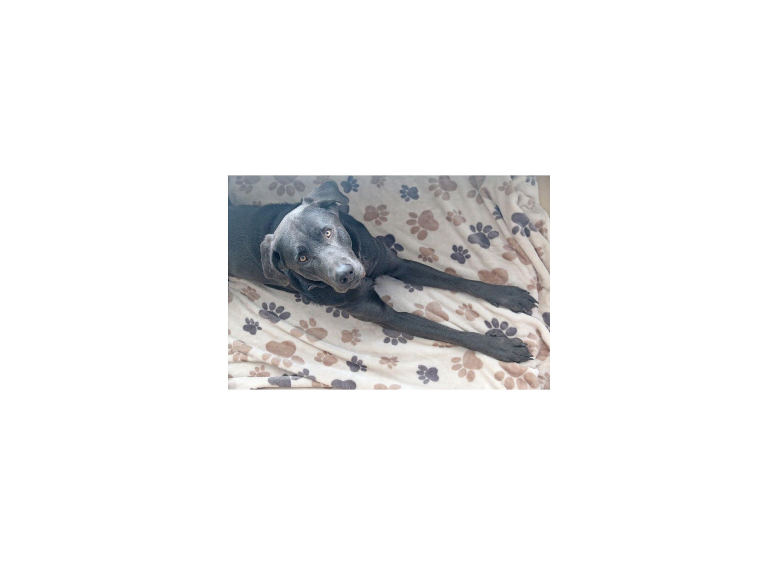 Sfeerfoto - Plaid Dierenpootjes 100x150cm microvezel bruin beige