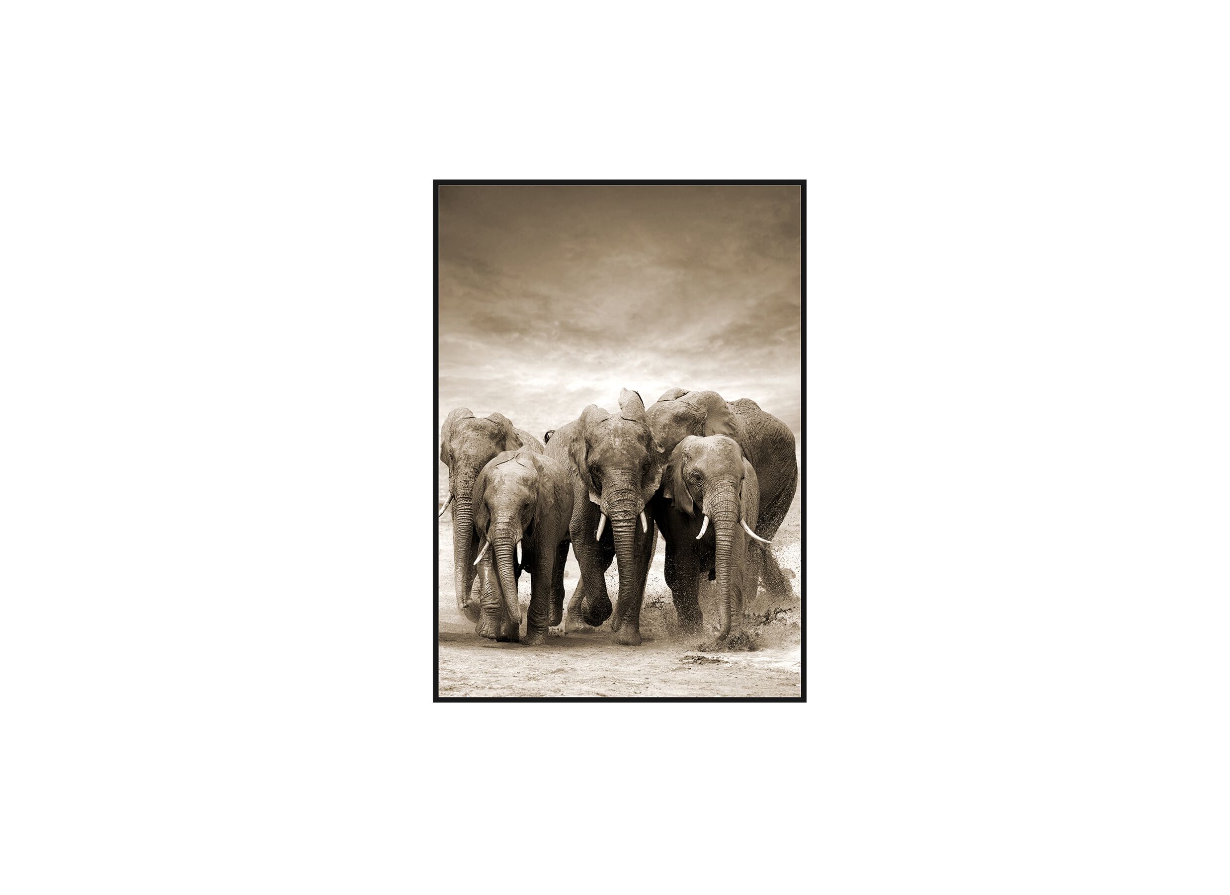 Print op canvas Etosha 80x120cm