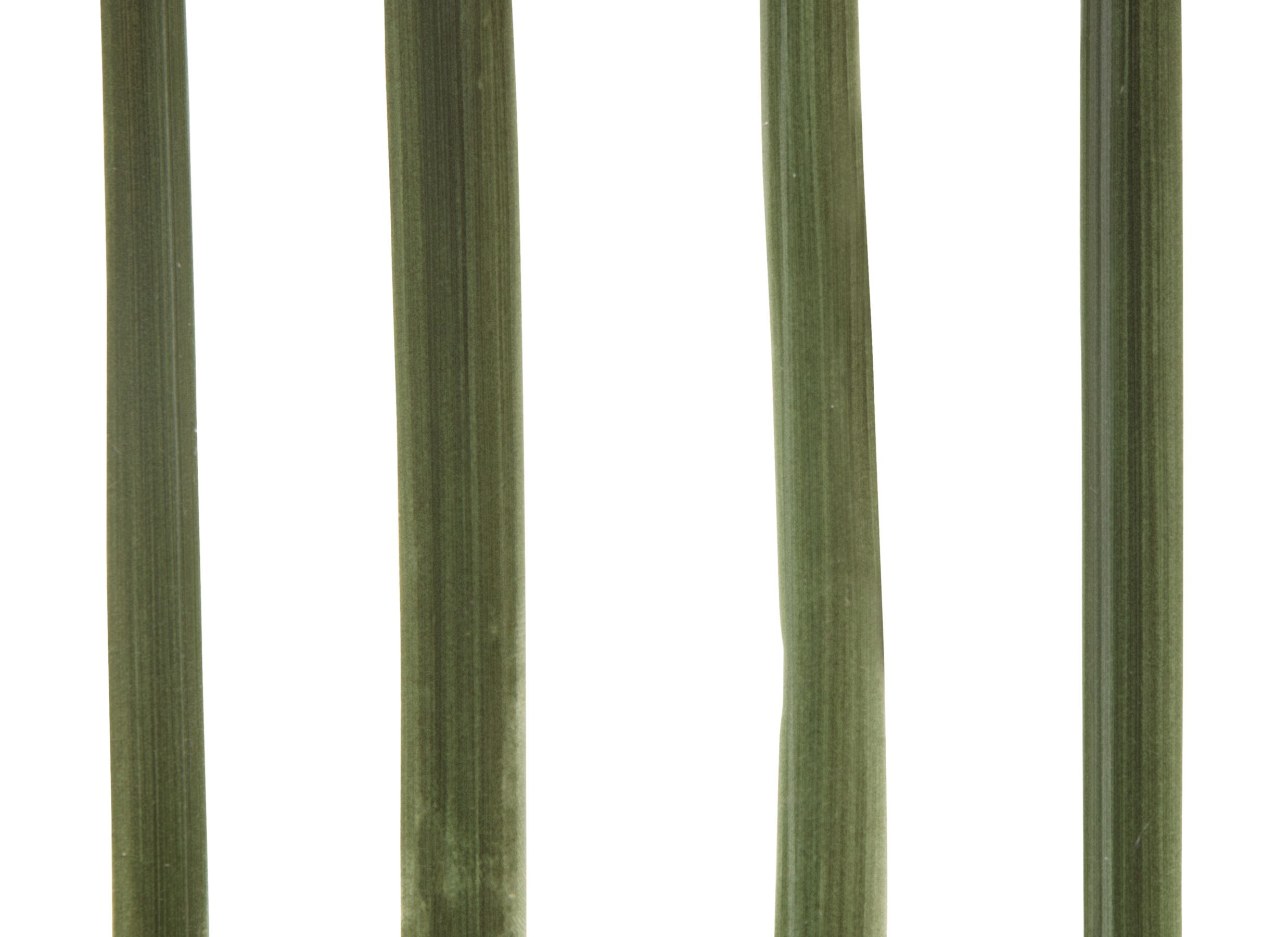 Detail - Plante artificielle Asia H81cm - céramique - vert