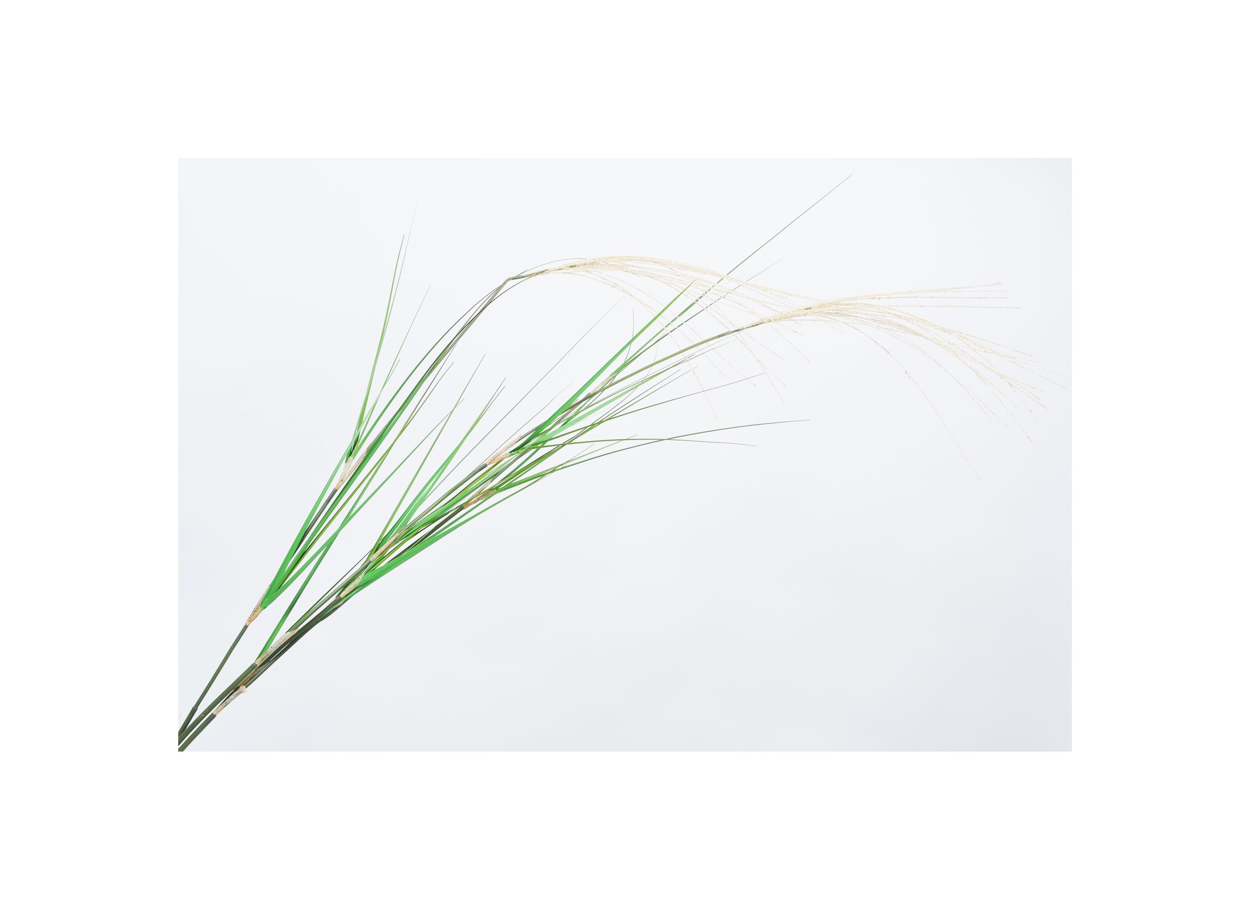 Decoratietak Grasspriet H122cm