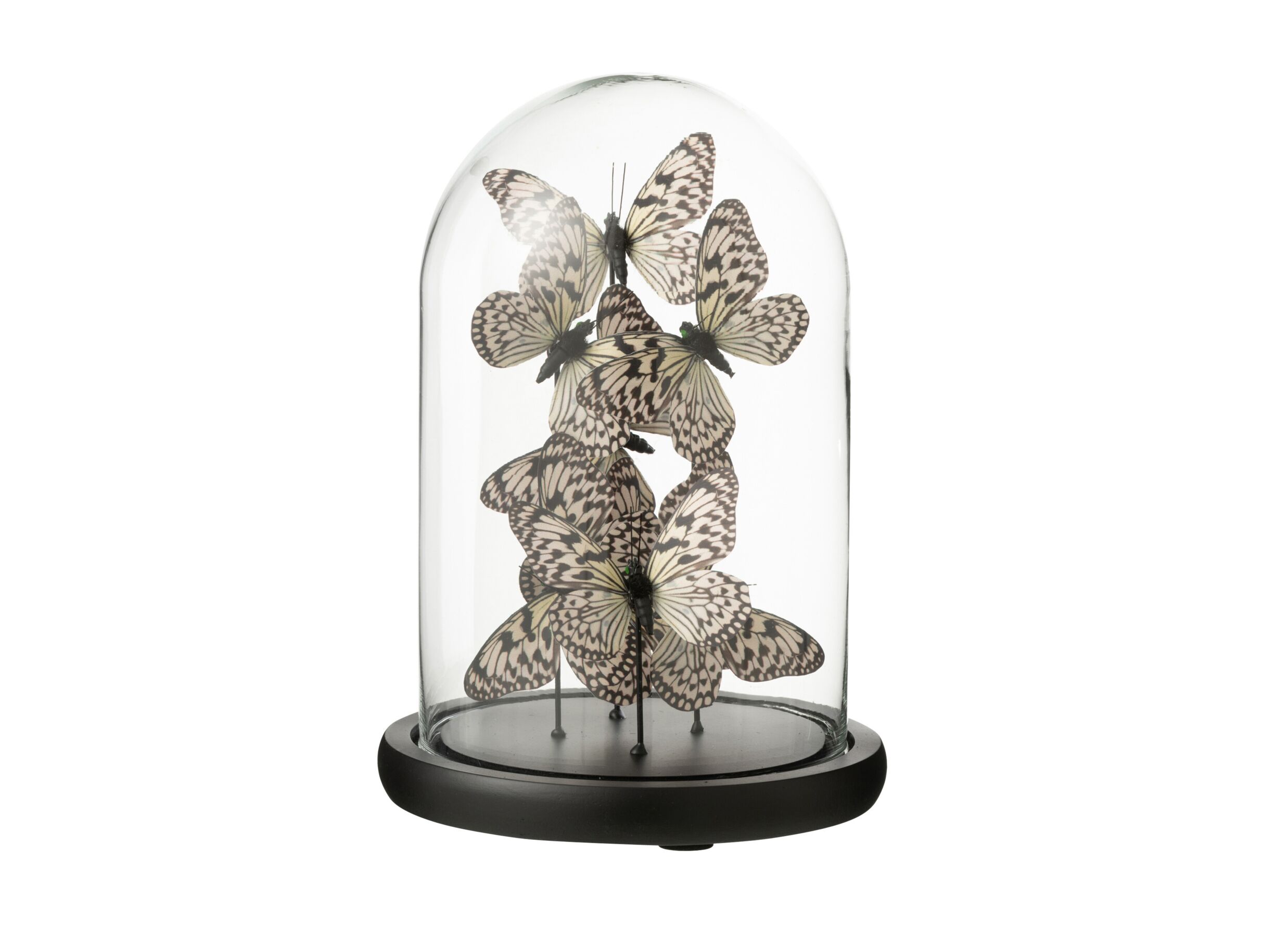 Stolp Vlinder H26cm - glas - zwart & transparant - Cloche Papillon H26cm - verre - noir & transparent