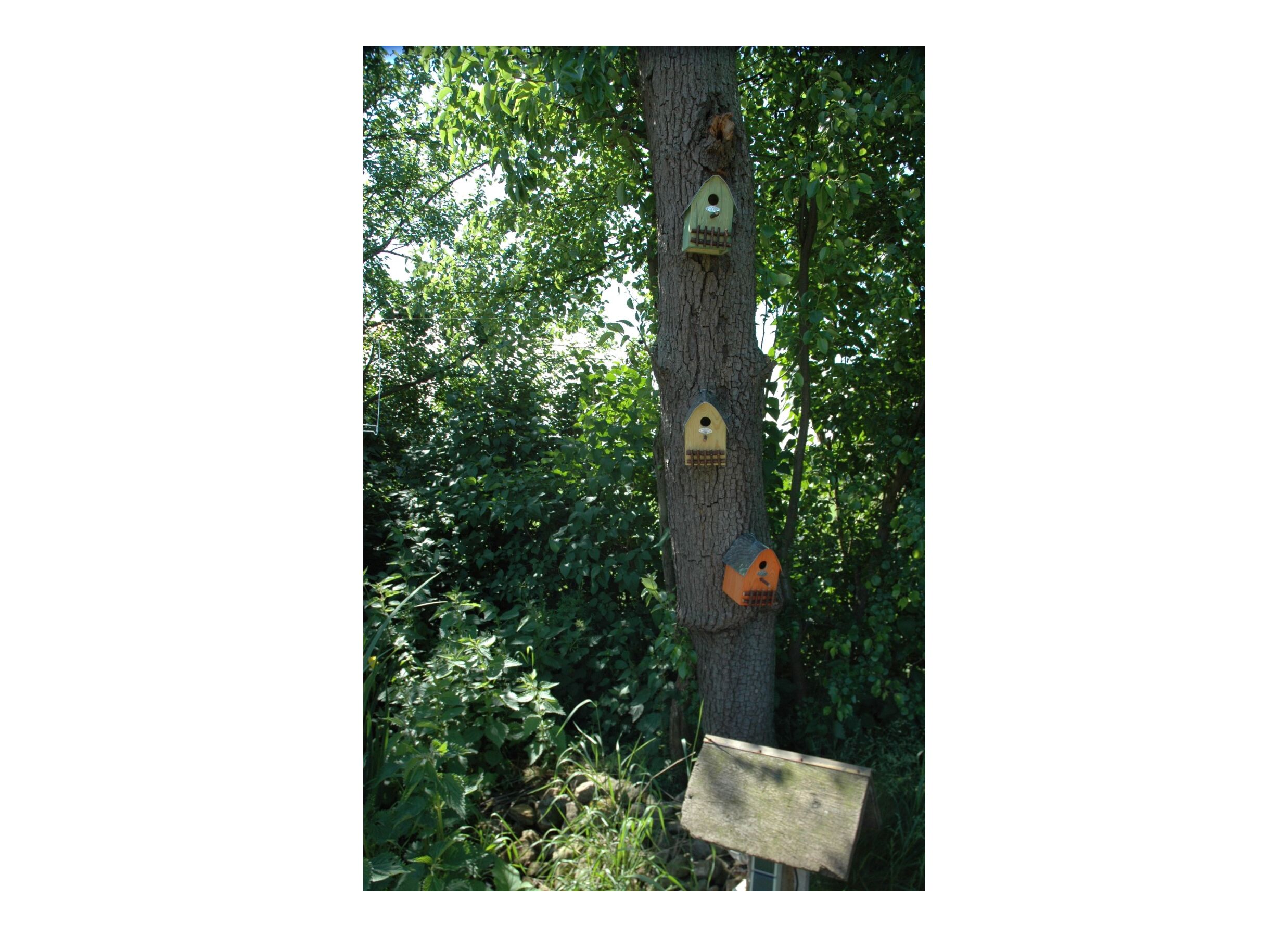 Foto ambiance - Nichoir oiseaux vert orange jaune