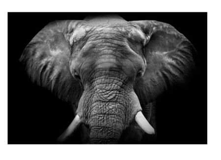 Print op glas olifant 100x150cm