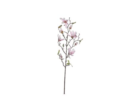 Decoratietak Magnolia H75cm