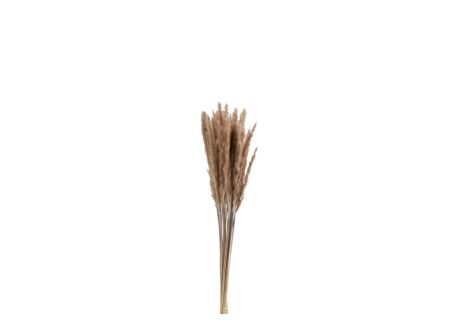 Decoratietak Pennisetum 85cm