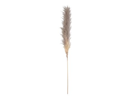 Decoratietak Pluim pampasgras gedroogd H170cm