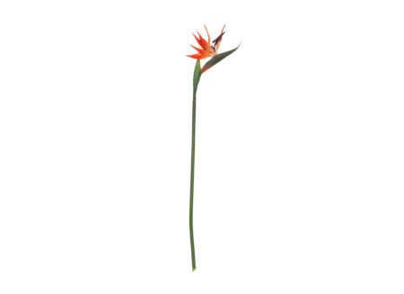 Decoratietak Vogelbek H83cm