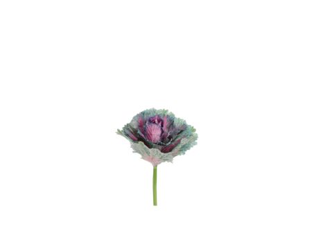 Decoratietak Kool H14cm