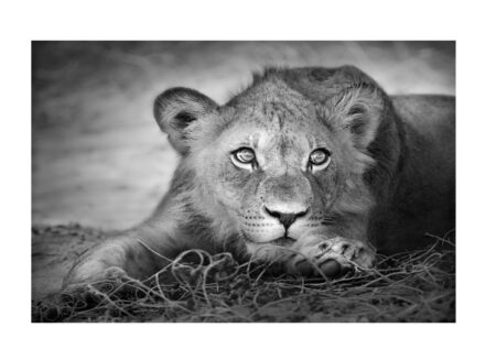 Foto op canvas Lioness 60x90cm