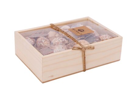 Deco Sea shell 18x12x6cm - schelp - bruin