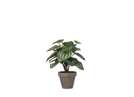 Kunstplant Peperomia + pot Stan H24cm