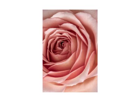 Print op glas Rose 80x120cm