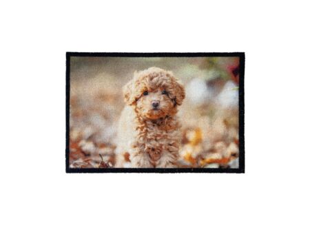 Deurmat Atrium Cute Poodle 60x40cm nylon multicolor