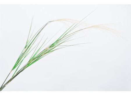 Decoratietak Grasspriet H122cm