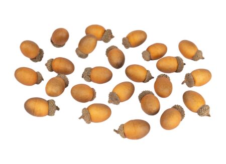 Herfstdecoratie Strooideco Acorn